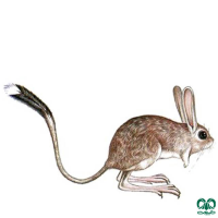 گونه دوپای کوچک Small five – toed jerboa